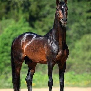 Meet your Posher, Luis